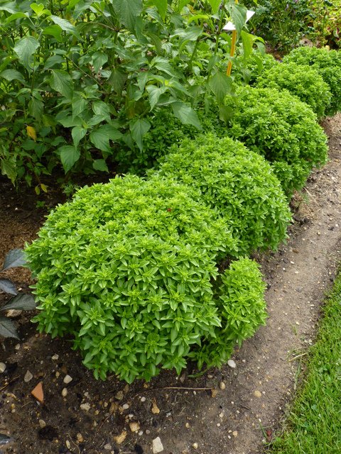 Ocimum basilicum 'Fin Vert Compact'